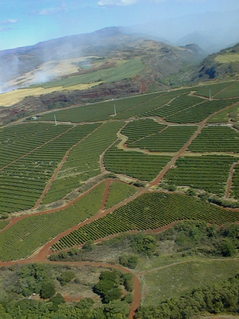Coffee Field